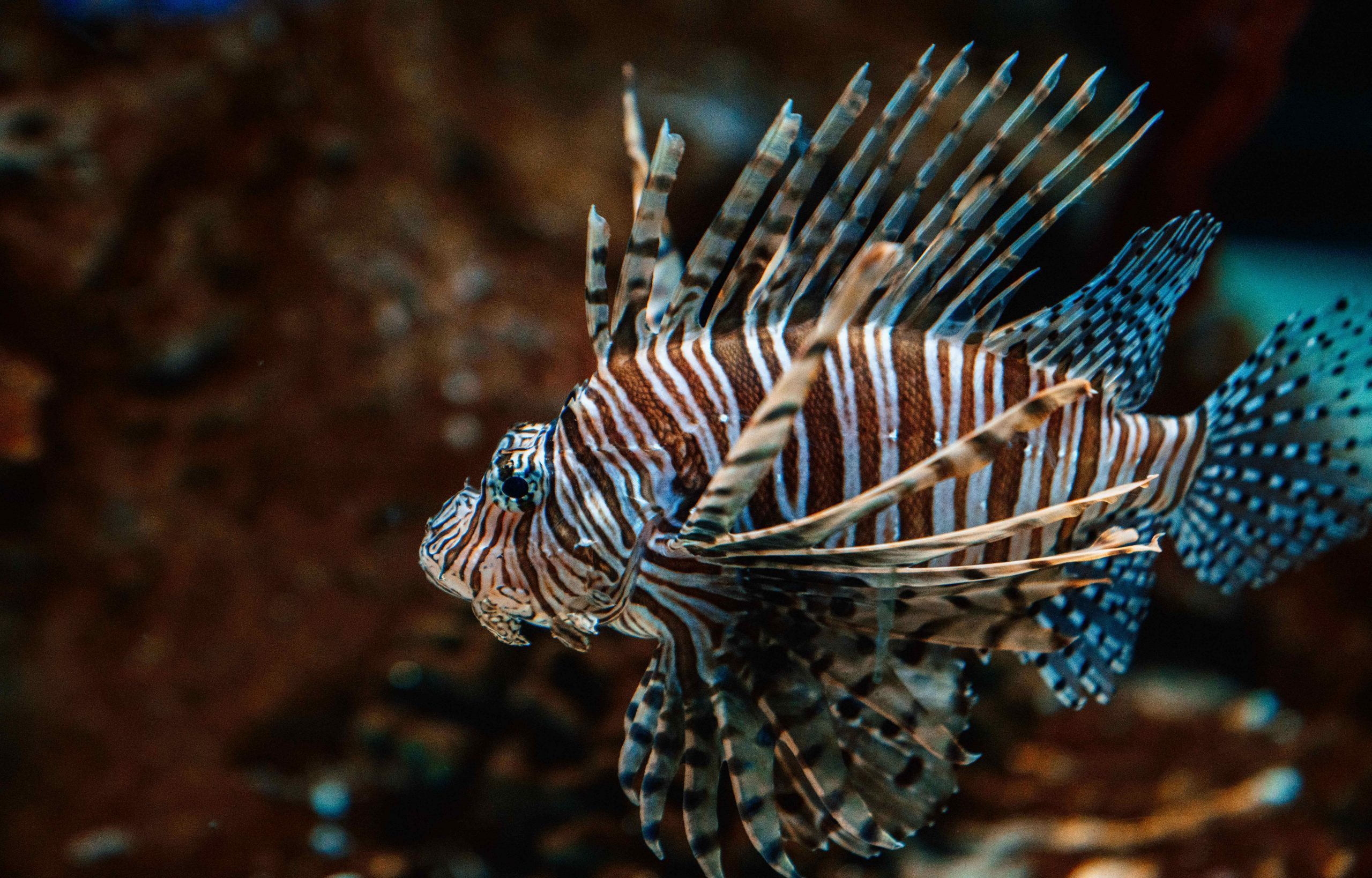 5 Aggressive Predator Saltwater Fish Not For Everyone AquaticStories