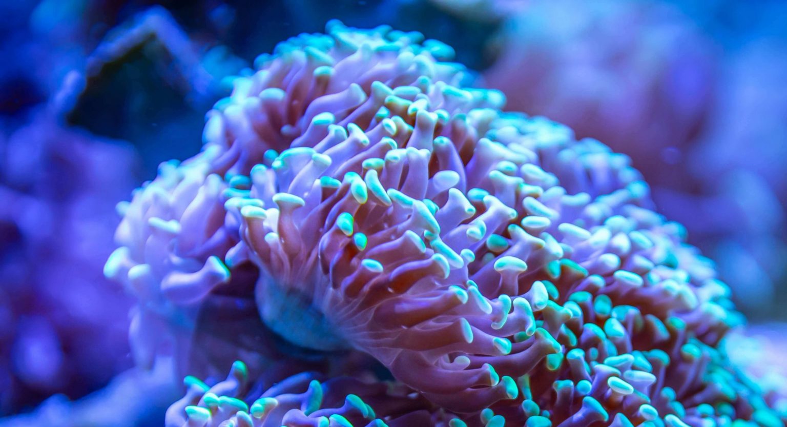 frogspawn-coral-euphyllia-divisa-care-placement-lighting