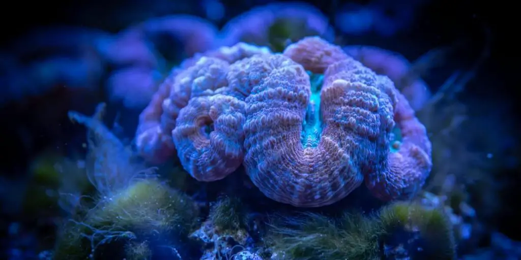 Acan Coral: Care, Placement, Growth 