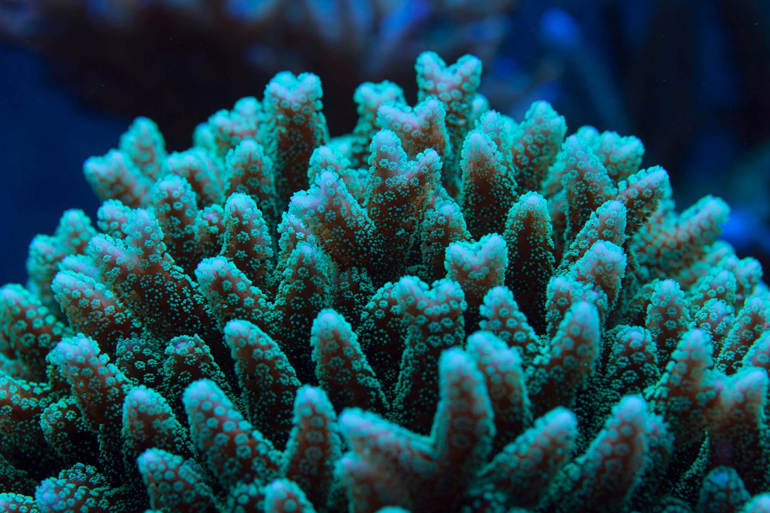 Bird's Nest Coral: The Complete Care Guide - AquaticStories