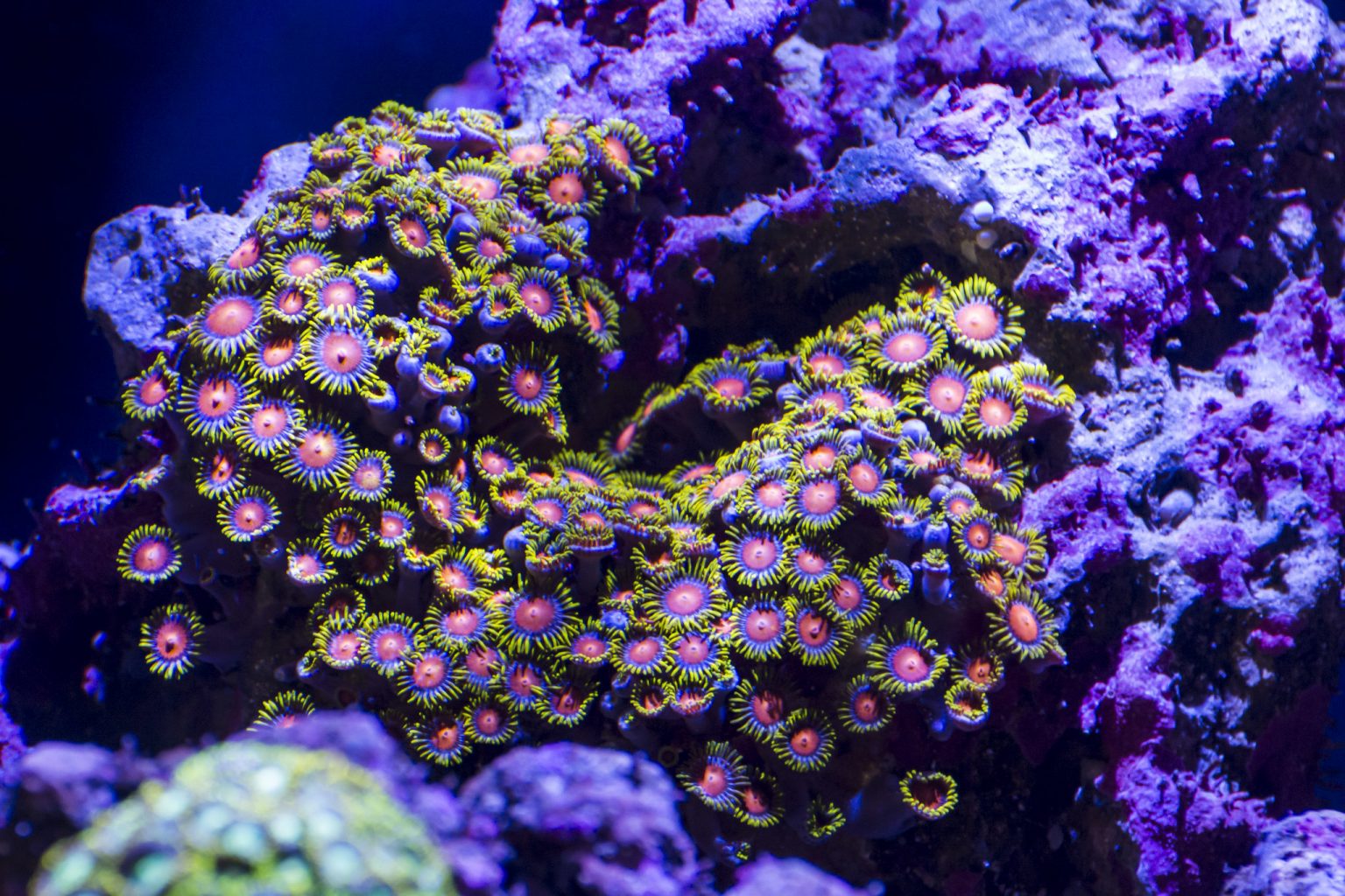 Zoanthid Coral (Zoas) Care: The Complete Guide - AquaticStories