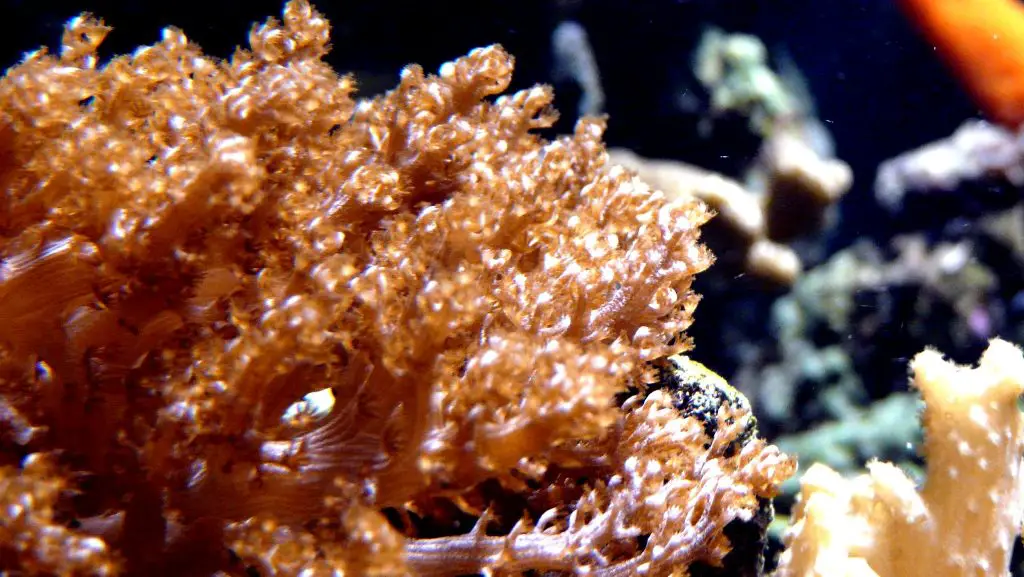 Kenya Tree Coral Care