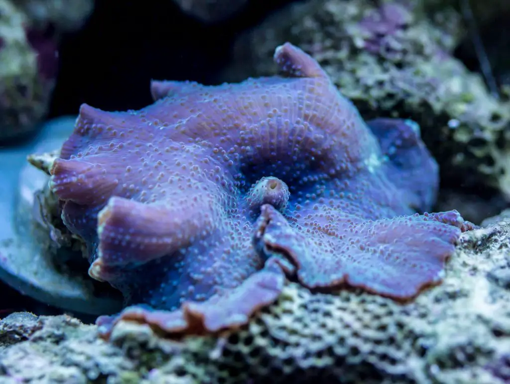 Mushroom Corals: The Ultimate Care Guide - AquaticStories