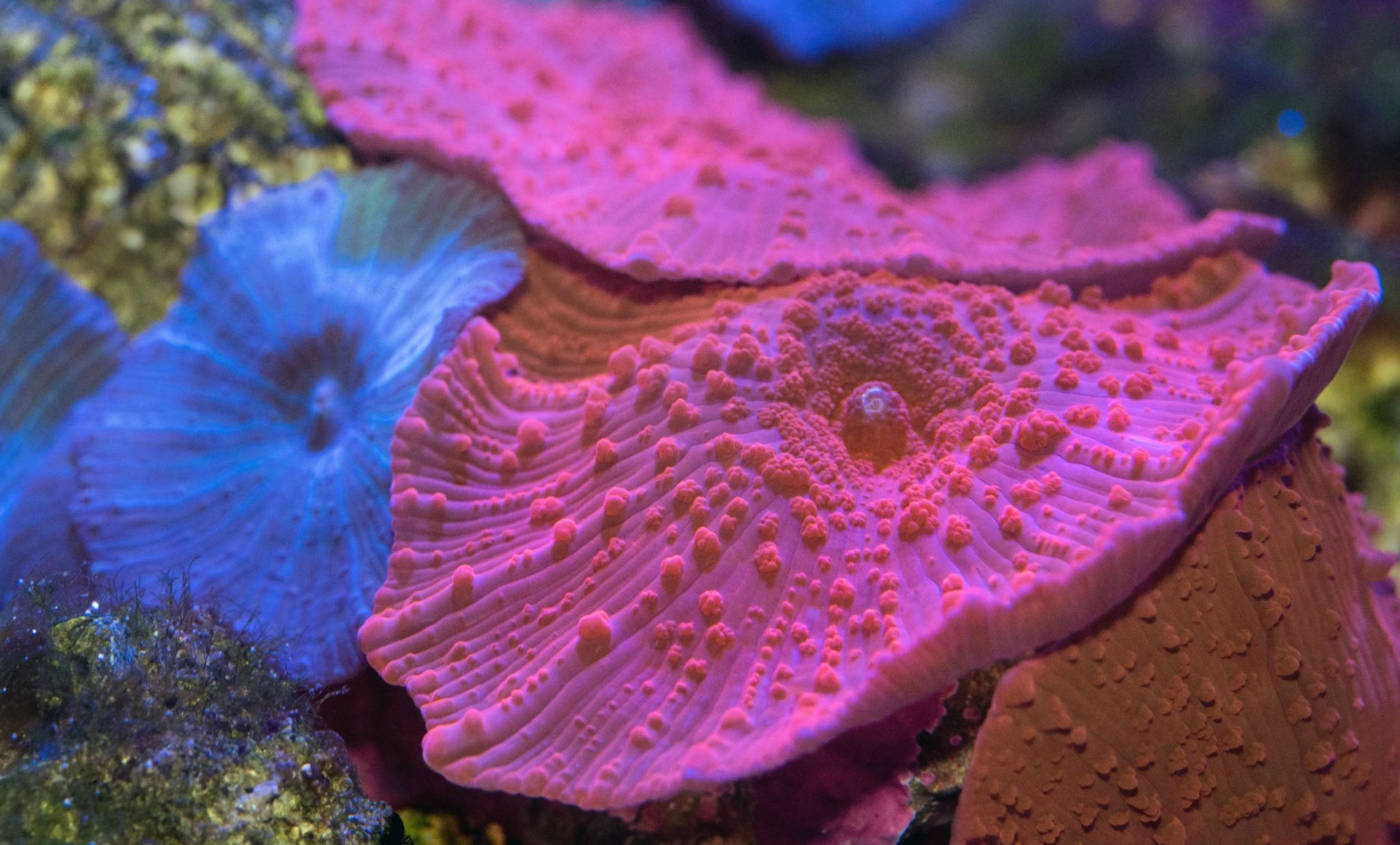 How Fast-Growing Corals Can Quickly Transform Your Tank Into ...