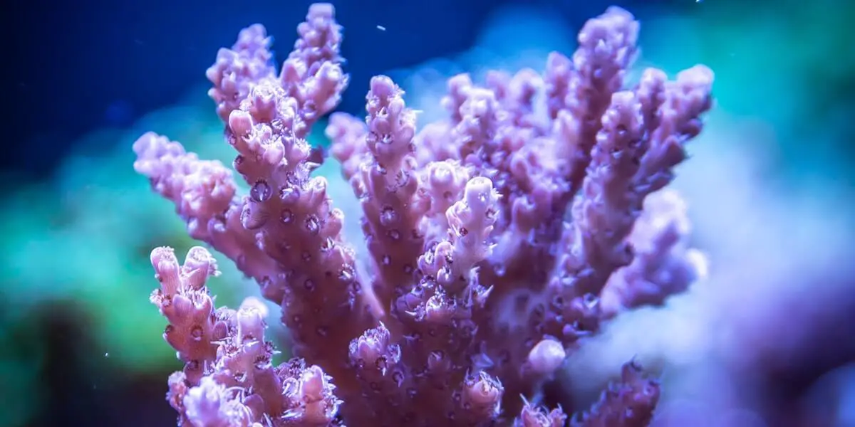 Coral Coloration Guide: How to Enhance and Improve Coral Colors ...