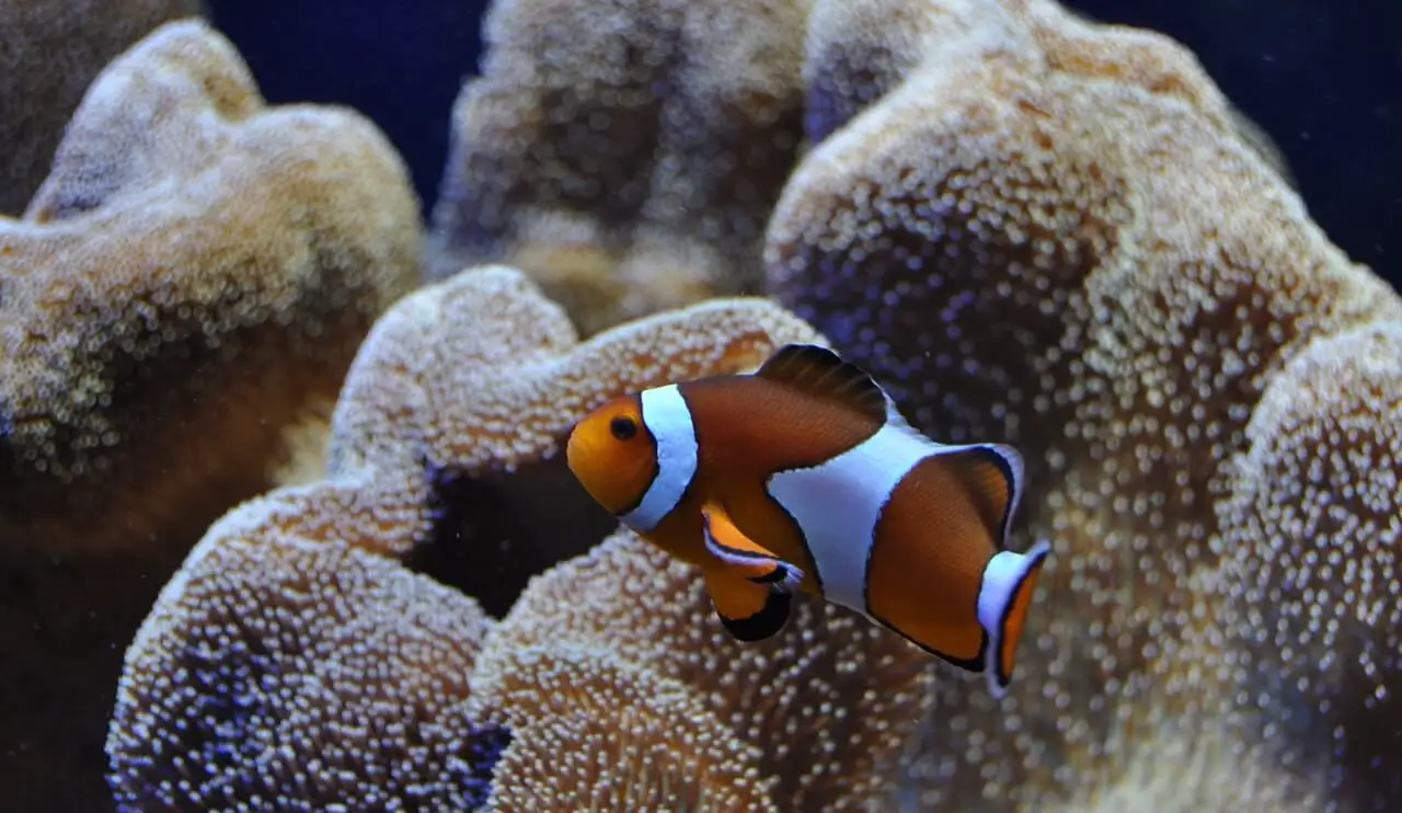 why-is-my-clownfish-twitching-it-s-nothing-serious-aquaticstories