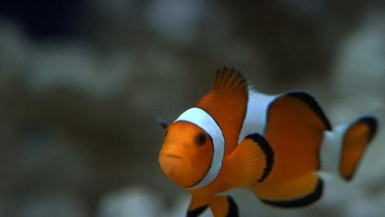 How Often To Feed Clownfish? Can You Overfeed Them? - AquaticStories